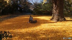 東博の大銀杏～Ⅱ