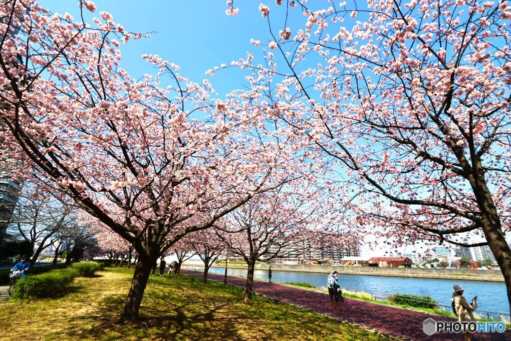 汐入大寒桜～xiv