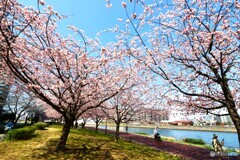 汐入大寒桜～xiv