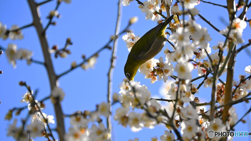 輝きの中のウメジロー
