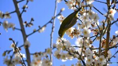 輝きの中のウメジロー