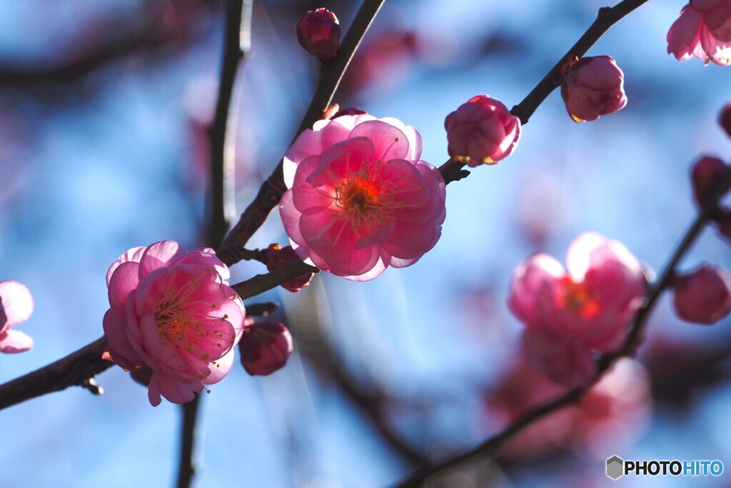 紅白梅見頃～ⅲ