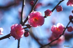 紅白梅見頃～ⅲ