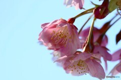 汐入河津桜～ⅴ