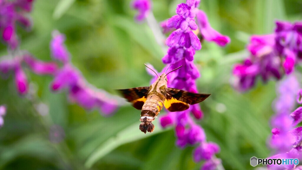 アメジストセージとホシホウジャク