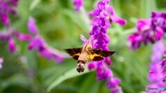 アメジストセージとホシホウジャク アメジストセージとホシホウジャク