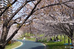 桜の下で
