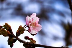 先駆け桜
