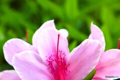 季節の花