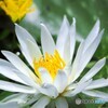 堀切菖蒲園２０２５～ⅷ