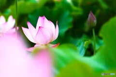 堀之内公園の大賀蓮～ⅹ