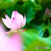 堀之内公園の大賀蓮～ⅹ