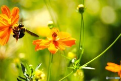 黄花とクマさん