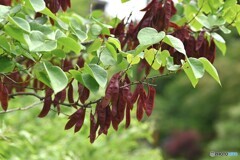 向島百花園～xiii