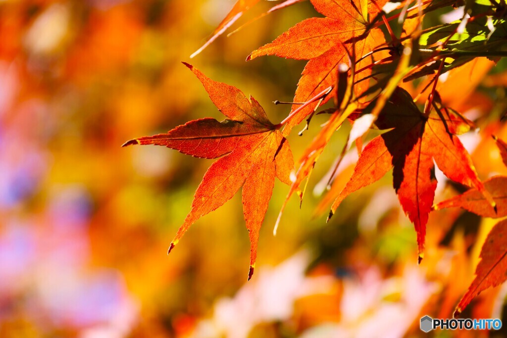 紅く紅くな～れ