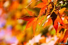 紅く紅くな～れ