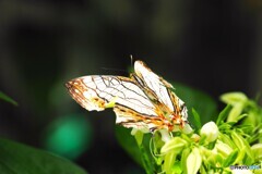 夏休み中の生物園～ⅲ