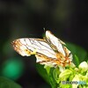 夏休み中の生物園～ⅲ