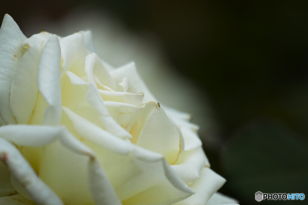 旧古川庭園の秋薔薇～ⅺ