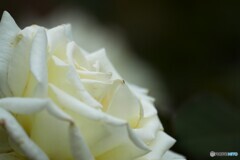 旧古川庭園の秋薔薇～ⅺ