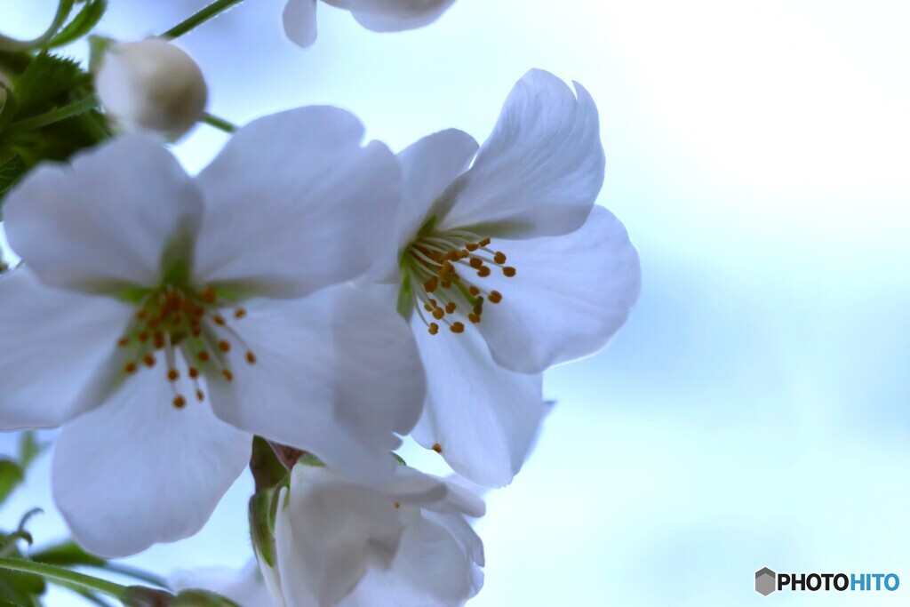 大島桜