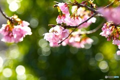 汐入大寒桜～ⅶ