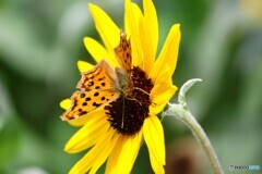 昨年、この時期に見た蝶達～②