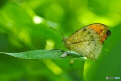 晩夏の生物園～①