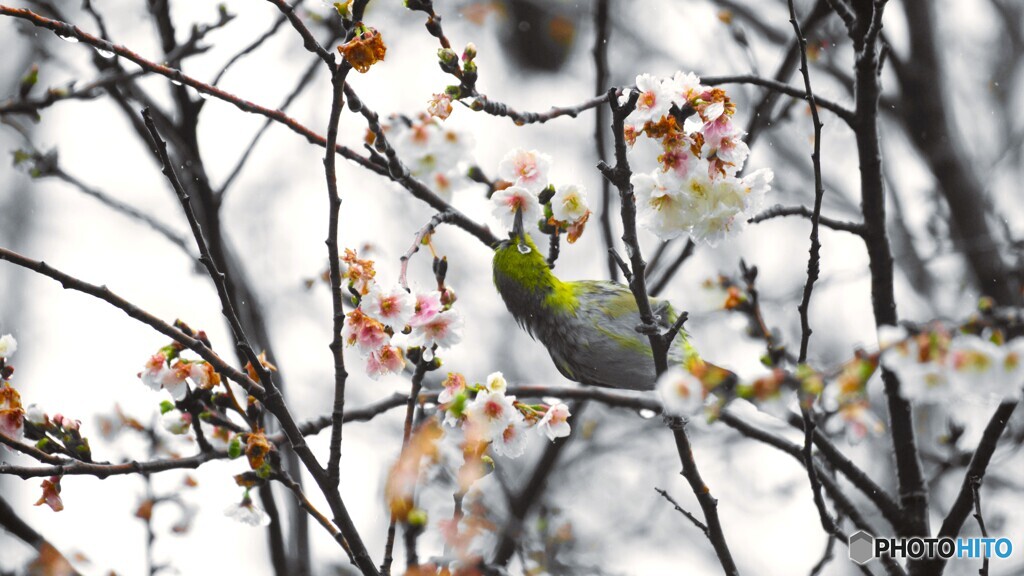 濡れ鼠の如く