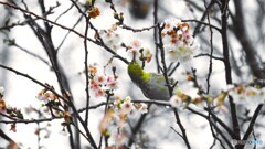 濡れ鼠の如く
