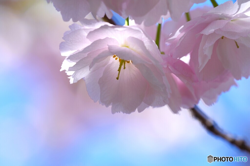 卯月の桜～ⅻ