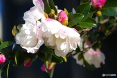 冬の華