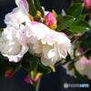 冬の華