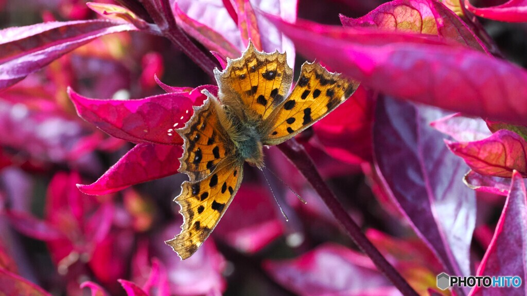 アンデルセン公園～xvi