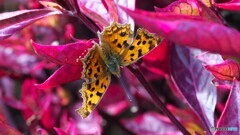 アンデルセン公園～xvi