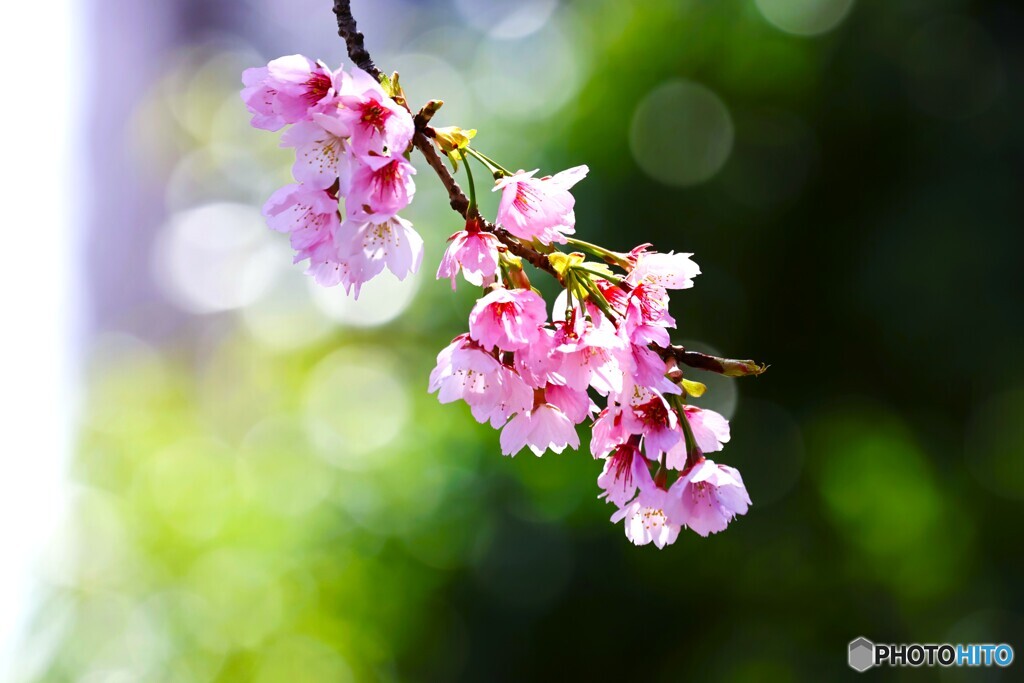 汐入大寒桜～xv