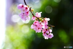 汐入大寒桜～xv