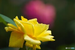 秋の旧古川庭園～ⅹ