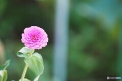 あなたの不在を悲しむ