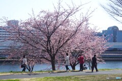 桜見物～④