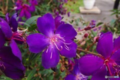 アンデルセン公園～xxii