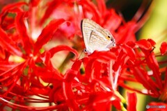 今年最後の彼岸花～ⅳ