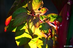 秋への入口～ⅲ