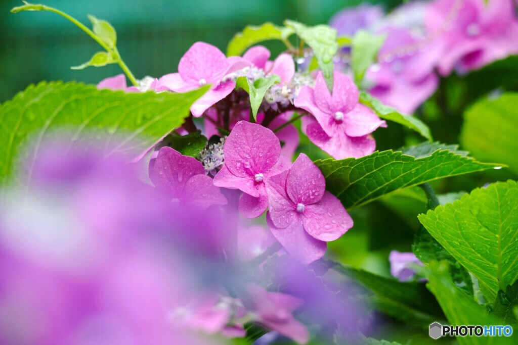 梅雨に咲く華～④