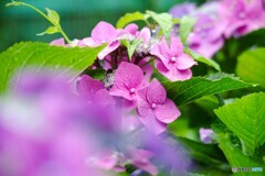梅雨に咲く華～④