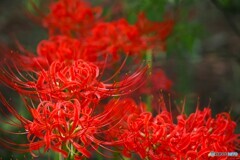 満開彼岸花