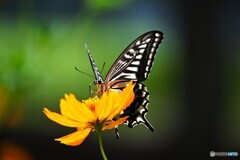 黄花とアゲハ蝶