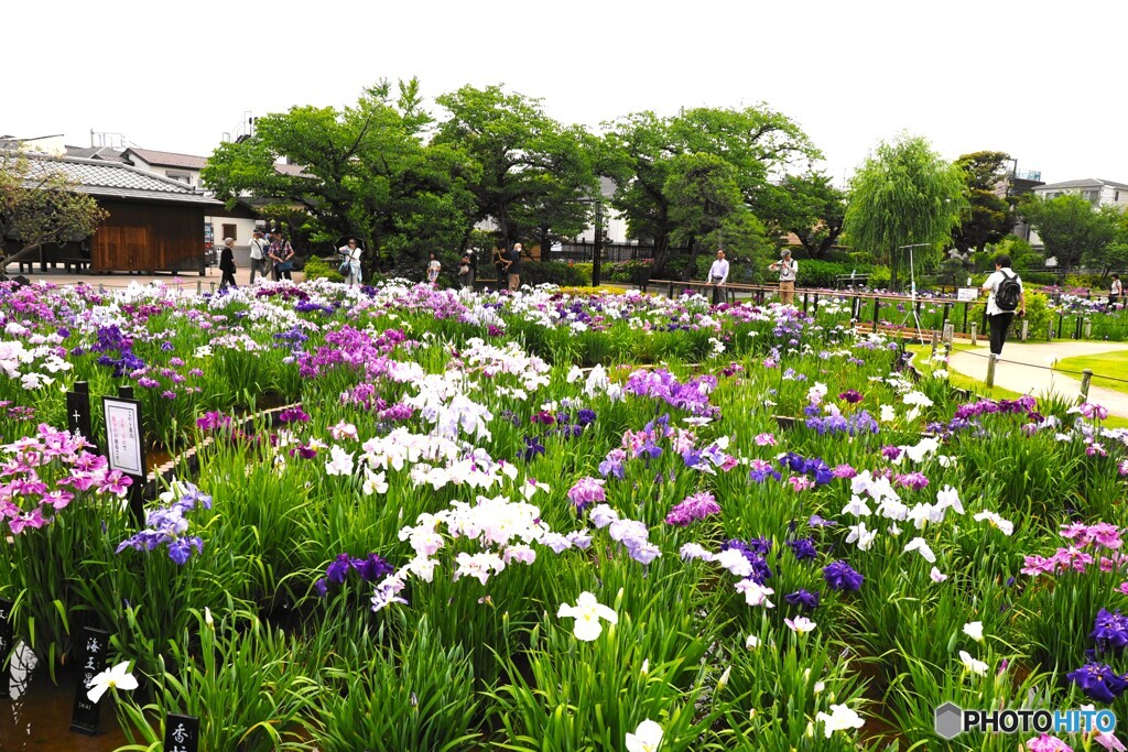 堀切菖蒲園２０２５
