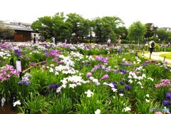 堀切菖蒲園２０２５