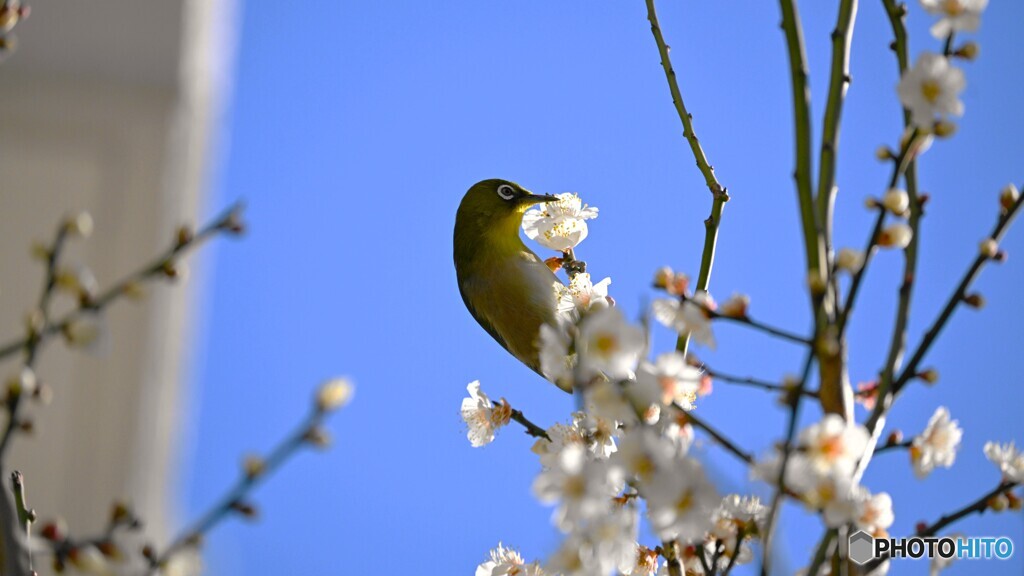 街中のウメジロー～ⅱ